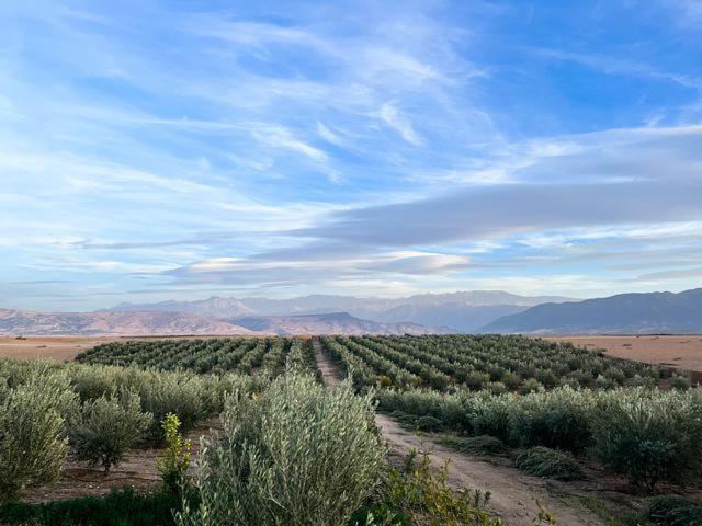 Les Jardins D Amizmiz 6 Piscines Bed and Breakfast Wawizelte Εξωτερικό φωτογραφία